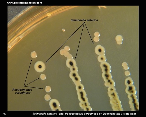 lactose negative,hydrogen sulfide positive colonies on deoxycholate agar